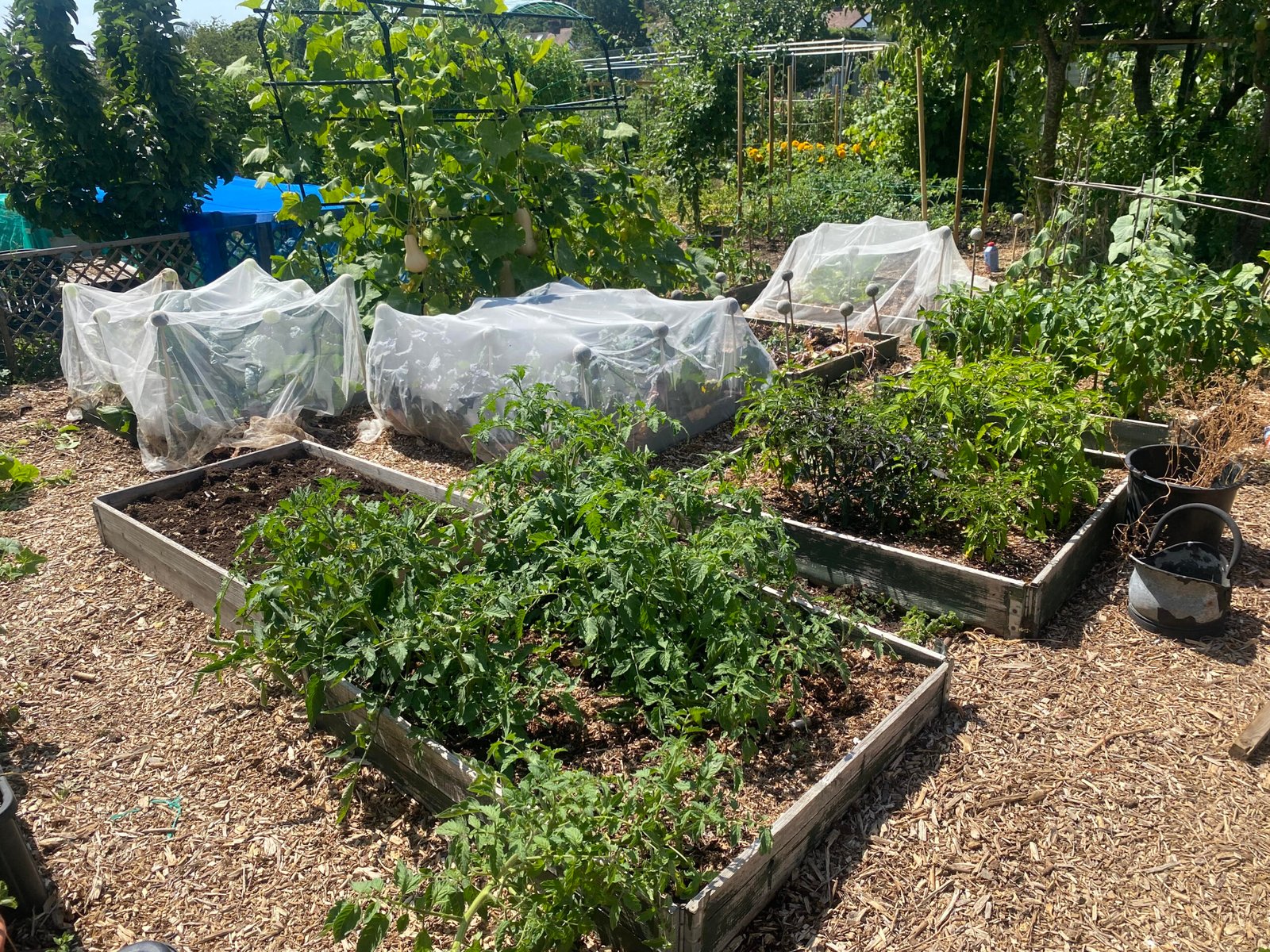 Edina's allotment